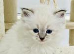 Pink Collar Female - Siberian Kitten For Sale - 