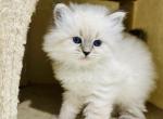 Blue Collar Female - Siberian Kitten For Sale - 