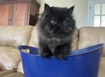 Chocolate Male - Persian Kitten For Sale - 