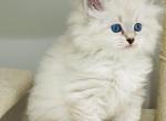 Green Collar Female - Siberian Kitten For Sale - LA, US