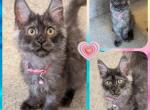 Shannon - Maine Coon Kitten For Sale - 