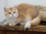 Denny Shantaren Shakh  ny12 Color - British Shorthair Kitten For Sale - San Francisco, CA, US