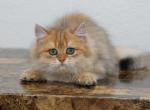 Eddy Shantaren Shakh BLH ny11 color - British Shorthair Kitten For Sale - 