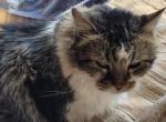 Buddy - Domestic Cat For Adoption - 