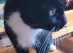 Fritsy - Domestic Cat For Adoption - 