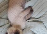 Chocolate seal blue point Siamese kitten's - Siamese Kitten For Sale - 