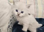 Diamond - Siberian Kitten For Sale - Saint Clair, MO, US