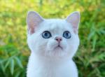 Cristo SweetPearl - Scottish Straight Kitten For Sale - 