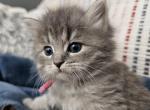 Diana - Siberian Kitten For Sale - 