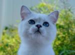 Cosmo SweetPearl - Scottish Straight Kitten For Sale - 