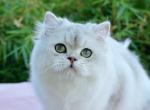 Armani SweetPearl - Scottish Straight Kitten For Sale - 