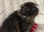 Scottish fold - Scottish Fold Kitten For Sale - Philadelphia, PA, US