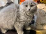 Scottish fold long hair - Scottish Fold Kitten For Sale - Philadelphia, PA, US