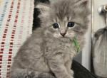 Forrest - Siberian Kitten For Sale - Saint Clair, MO, US