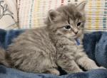 Royal - Siberian Kitten For Sale - Saint Clair, MO, US