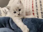 Fawn - Siberian Kitten For Sale - 