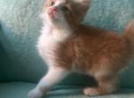 Maine coon - Maine Coon Kitten For Sale - 