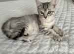 Silver Bengals - Bengal Kitten For Sale - Oregon City, OR, US