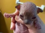 Sphynx kittens - Sphynx Kitten For Sale - Port St. Lucie, FL, US