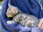 Yuri - Bengal Kitten For Sale - 