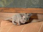 Luigi and Mario - Sphynx Kitten For Sale - Emmett, ID, US