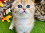 Tigress - Scottish Fold Kitten For Sale - 