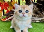 Cutie - Scottish Straight Kitten For Sale - 