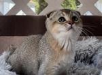 Scottish female - Scottish Fold Kitten For Sale - Springfield, MA, US