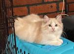 Ember - Ragdoll Kitten For Sale - 