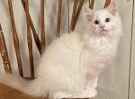 Cramer - Ragdoll Kitten For Adoption - 