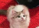 Timber - Ragdoll Kitten For Sale - 