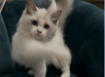 KiKi - Ragdoll Kitten For Sale - San Jose, CA, US