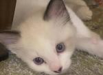 Snowshoe Ragdoll Siamese - Siamese Kitten For Sale - Tucson, AZ, US