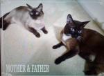 Siamese one boy and two girls - Siamese Kitten For Sale - West Sacramento, CA, US