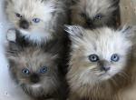 Sepias and blue minks - Ragdoll Kitten For Sale - Pleasant Hill, CA, US