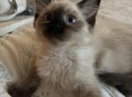 Female ragdoll - Ragdoll Kitten For Sale - Pleasant Hill, CA, US