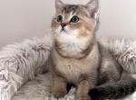 British TICA Shorthair - British Shorthair Kitten For Sale - Tacoma, WA, US