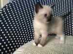 Snowshoe Kittens - Snowshoe Kitten For Sale - Frisco, TX, US