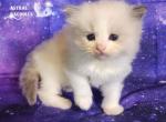 Caspian - Ragdoll Kitten For Sale - 