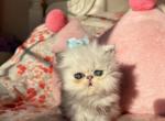 Messy - Persian Kitten For Sale - 