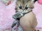 Findi - Persian Kitten For Sale - 