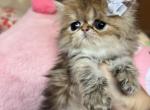 Orange - Persian Kitten For Sale - 