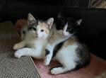 American short haired males - American Shorthair Kitten For Sale - Streamwood, IL, US