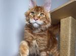 Newton - Maine Coon Kitten For Sale - Charlotte, NC, US