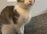 Rocky - Domestic Kitten For Adoption - Morgantown, WV, US