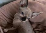 Ember - Sphynx Kitten For Sale - Homestead, FL, US