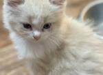 Lucy - Ragdoll Kitten For Sale - 