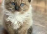 Harry - Ragdoll Kitten For Sale - 