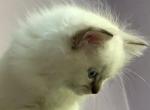 Serena - Ragdoll Kitten For Sale - 