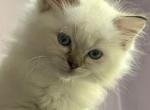 Serena - Ragdoll Kitten For Sale - 